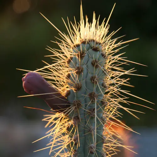 Pilosocereus glaucochrous