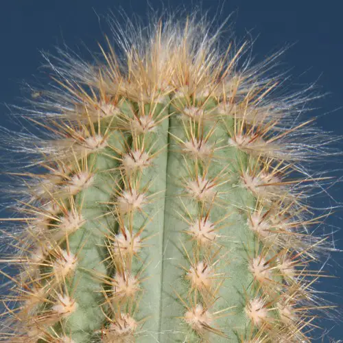 Pilosocereus goianus