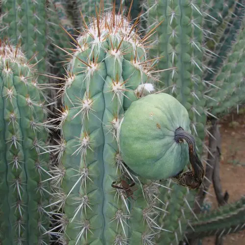 Pilosocereus gounellei fruit