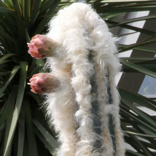 Pilosocereus leucocephalus