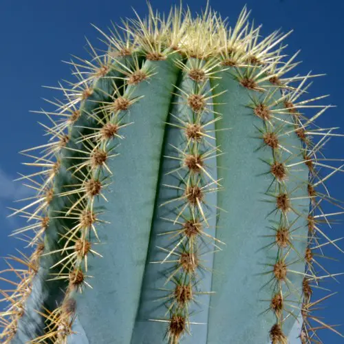 Pilosocereus magnificus