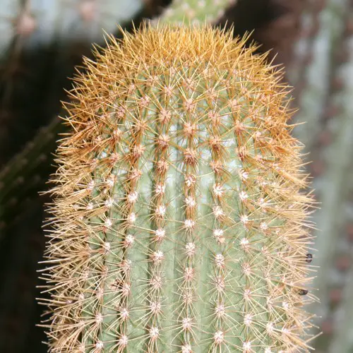 Pilosocereus multicostatus