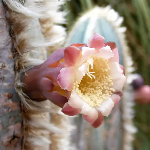Pilosocereus pachycladus fleur