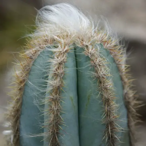 Pilosocereus pachycladus