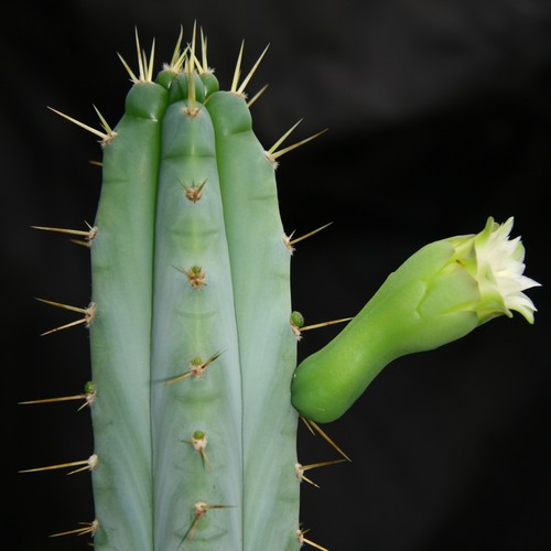 Pilosocereus pentaedrophorus