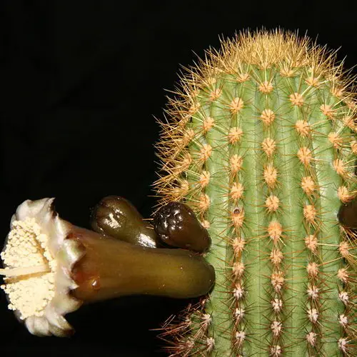 Pilosocereus piauhyensis