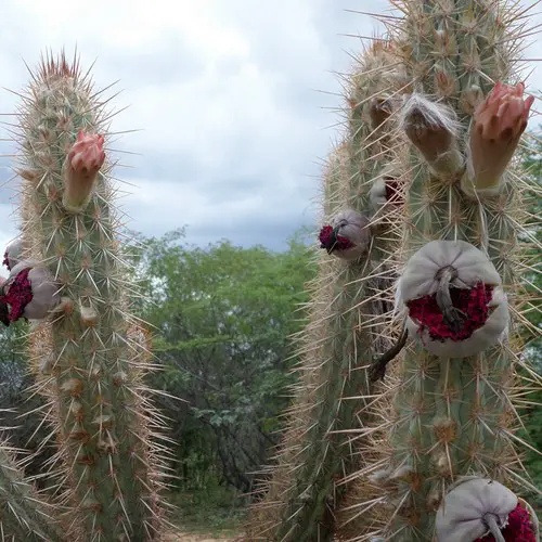 Pilosocereus polygonus fleurs et fruits