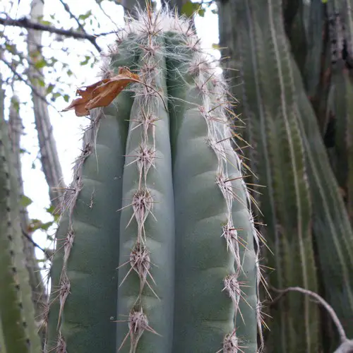 Pilosocereus quadricentralis