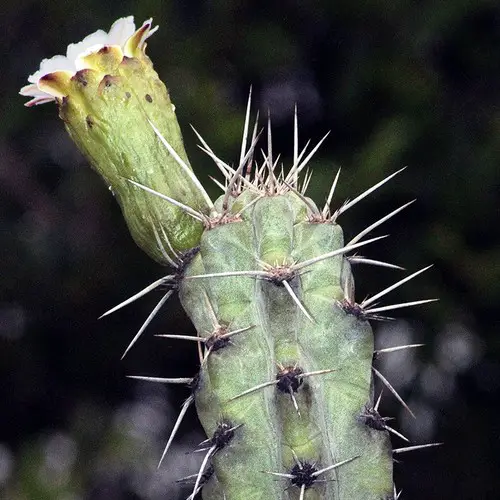 Pilosocereus tuberculatus