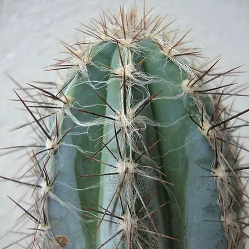 Pilosocereus tweedyanus