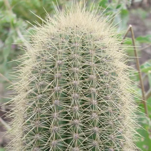 Pilosocereus vilaboensis