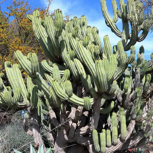 Polaskia chende dans la nature