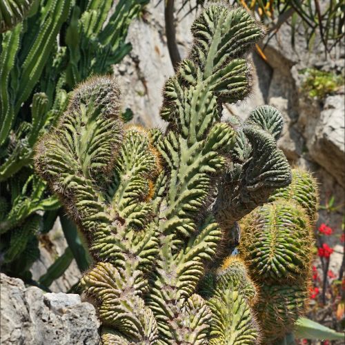 Polaskia chichipe cristata