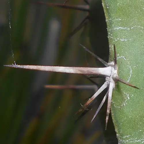 Epine de Polaskia chichipe