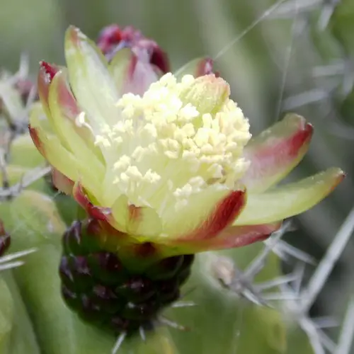 Fleur de Polaskia chichipe