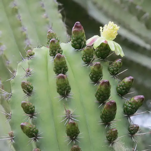 Floraison du Polaskia chichipe