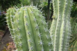 Polaskia chichipe