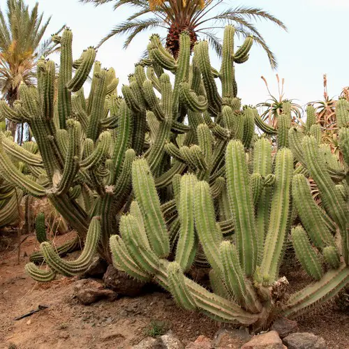 Polaskia chichipe dans la nature