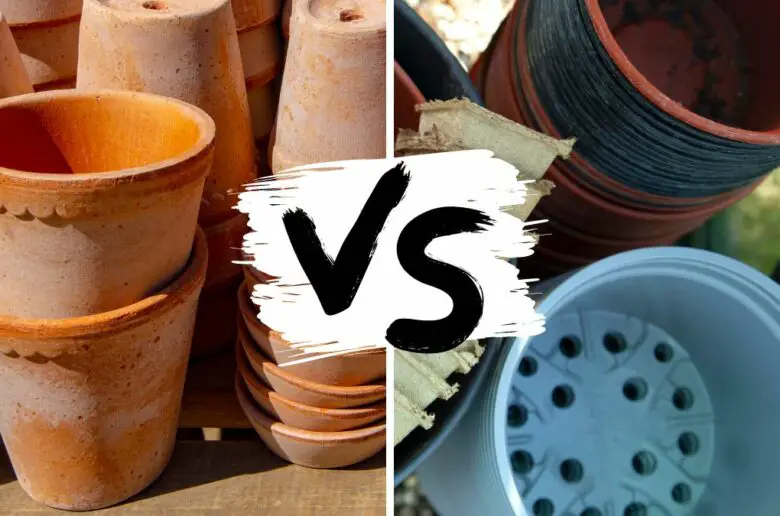 Quelle terre pour cactus ? Nos conseils substrat et terreau Cactus Encyclo
