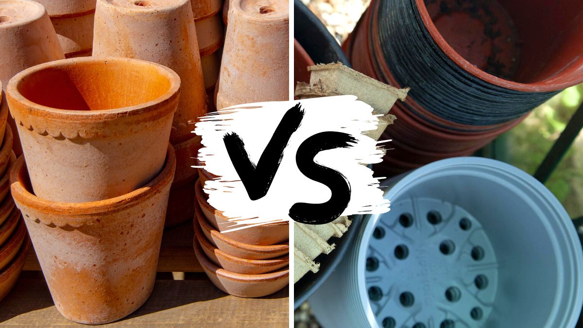 Pots pour succulentes : en terre cuite ou plastique ? – Cactus Encyclo