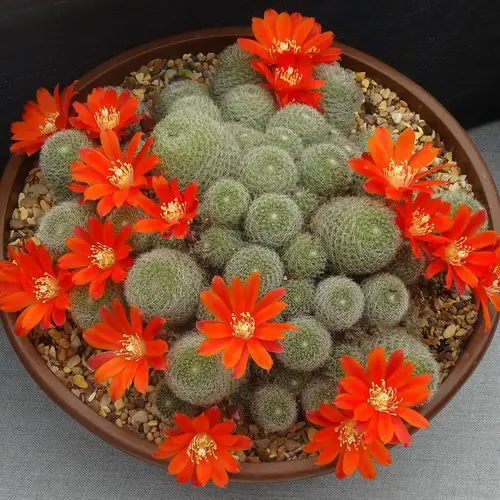 Rebutia