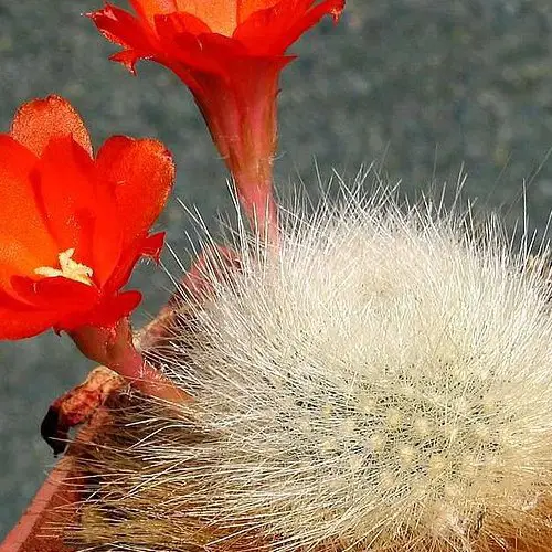 Rebutia albipilosa