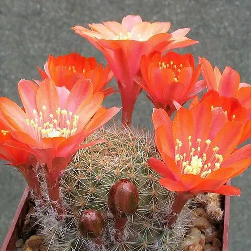 Rebutia buiningiana