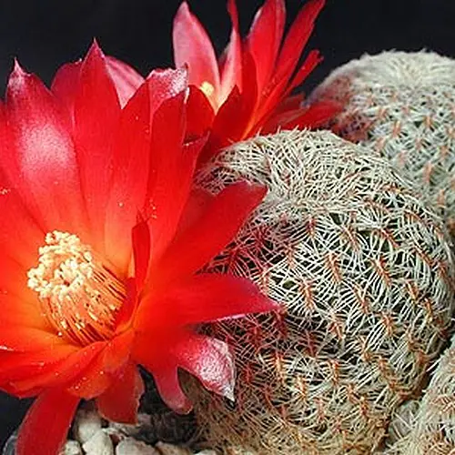 Rebutia canigueralii