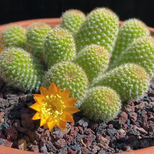 Rebutia fabrisii