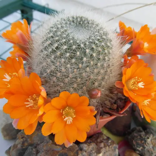 Rebutia fiebrigii