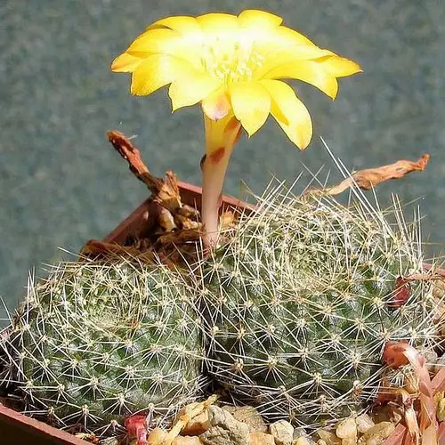 Rebutia marsoneri