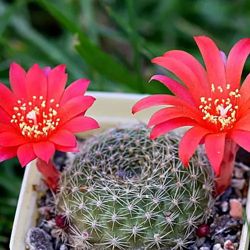 Rebutia minuscula