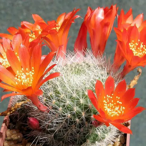 Rebutia senilis