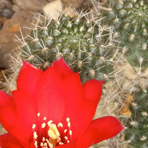 Rebutia spegazziniana