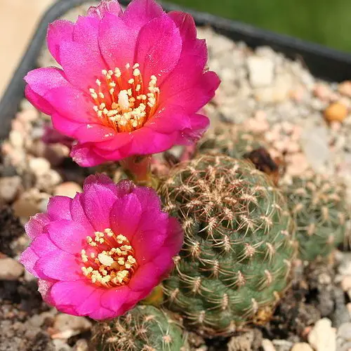 Rebutia steinbachii