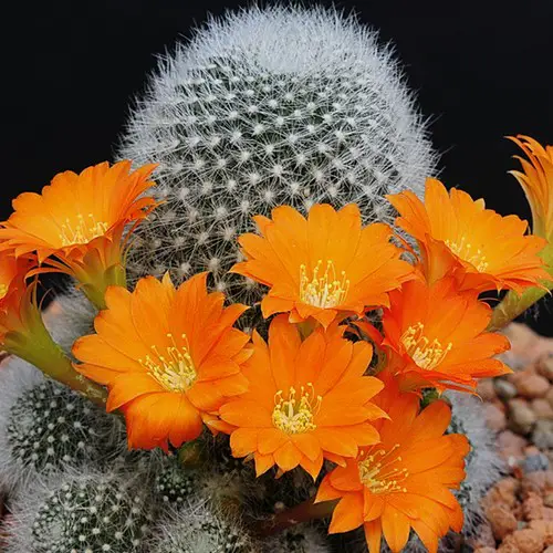 Rebutia