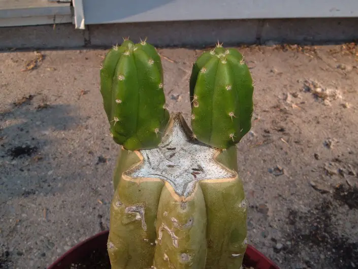 Rejets d'Echinopsis pachanoi