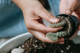 Rempotage cactus hiver