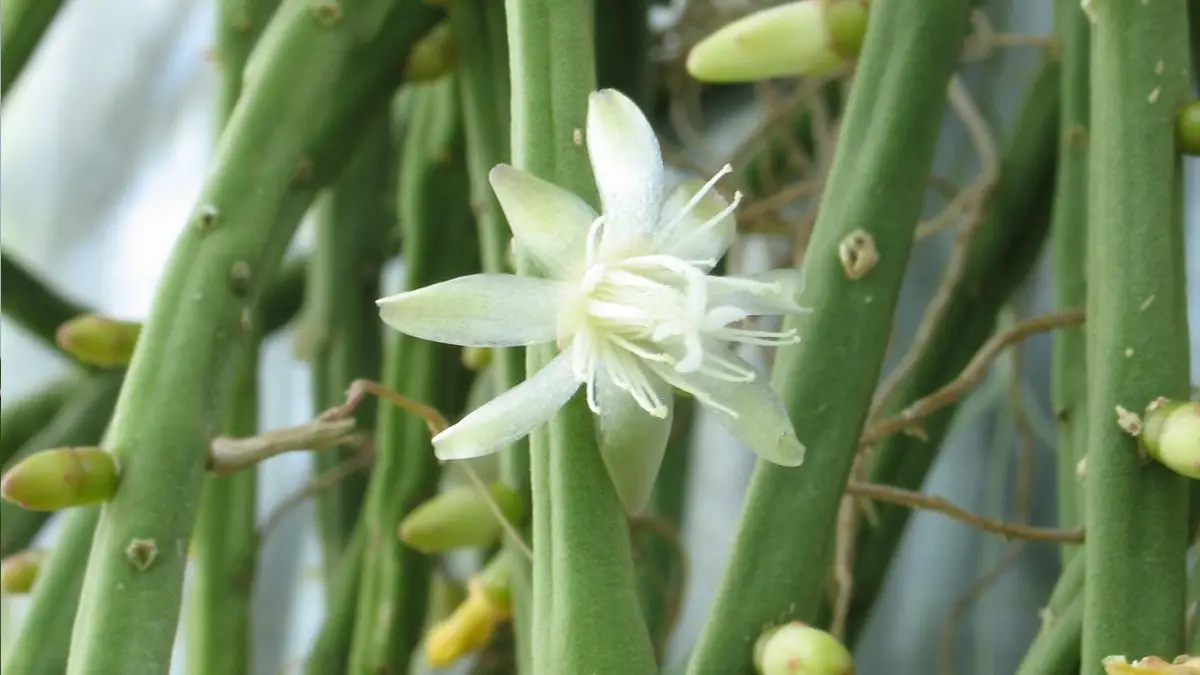 Rhipsalis