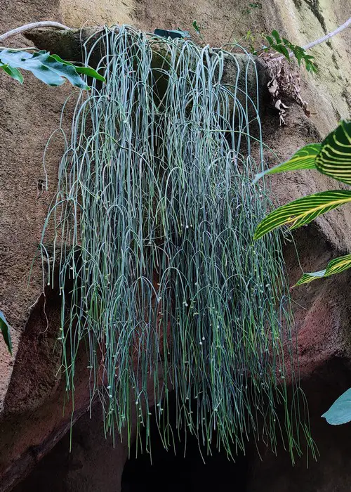 Rhipsalis baccifera