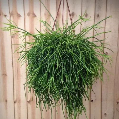 Rhipsalis baccifera déco