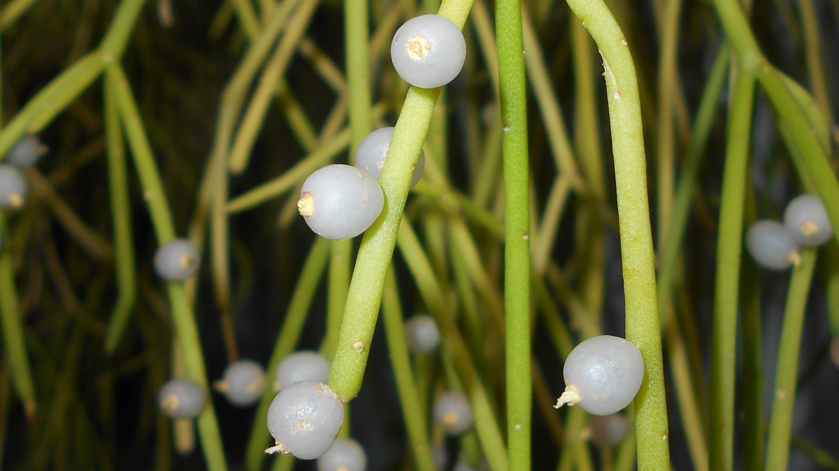Hauteur Cactus et plante grasse de Botanicly Rhipsalis Cassutha en Suspension florale comme un ensemble 25 cm