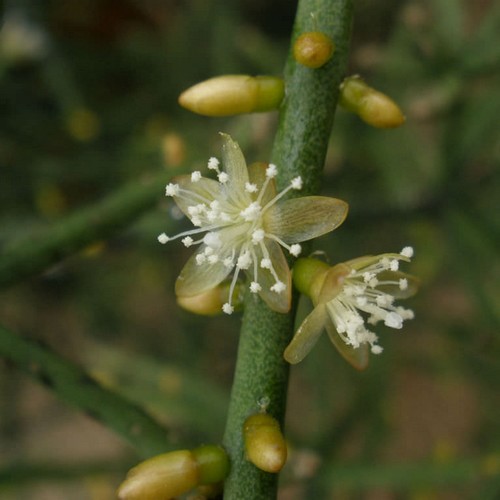 Fleurs de Rhipsalis baccifera