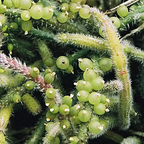 Fruits de Rhipsalis baccifera