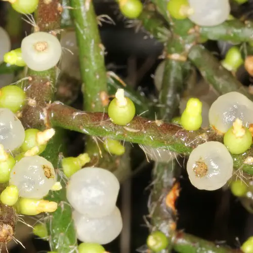 Rhipsalis baccifera