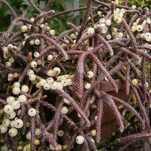 Rhipsalis baccifera horrida