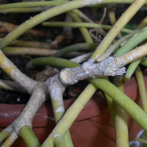 Lignification de Rhipsalis baccifera