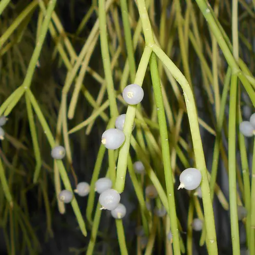 Rhipsalis baccifera