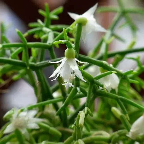 Rhipsalis cereuscula