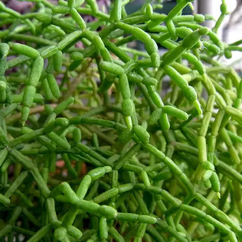 Rhipsalis cereuscula